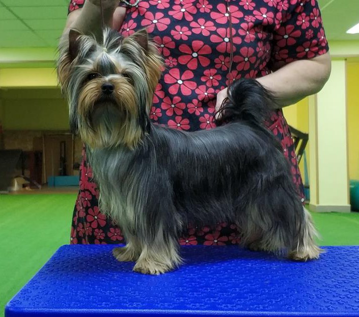 Lesanzh LESANZH ODINA DUSET DORAM — Labaza DogPedigree YorkshireTerrier